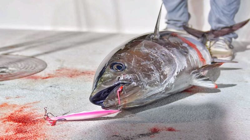 Dominando el arte de la pesca del atún rojo con jigs de paso lento – JYG  PROFISHING