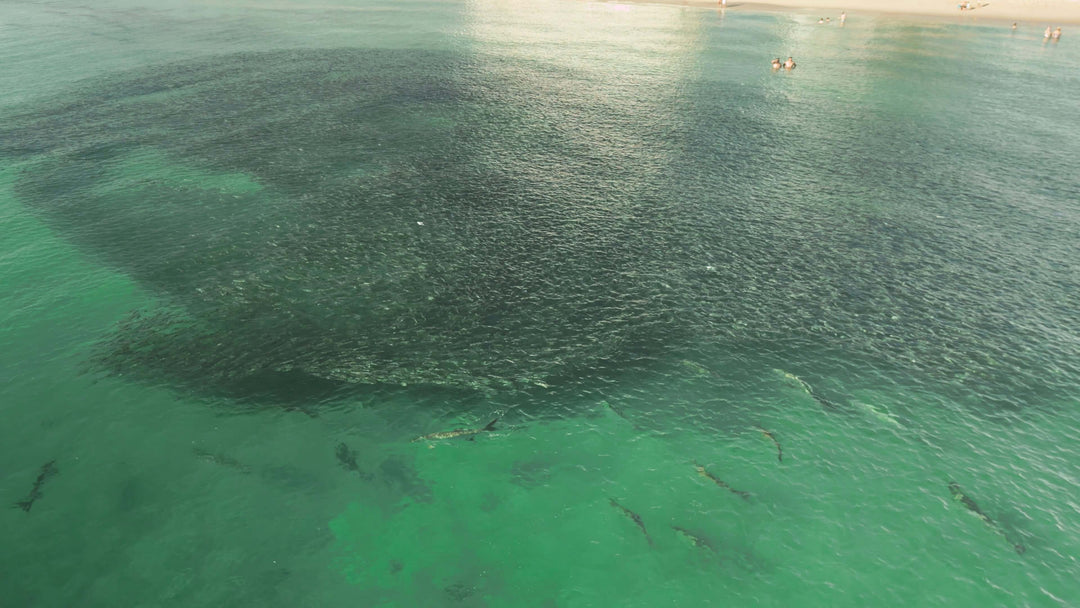 Florida Mullet Run Fishing Report - Week of October 16, 2023