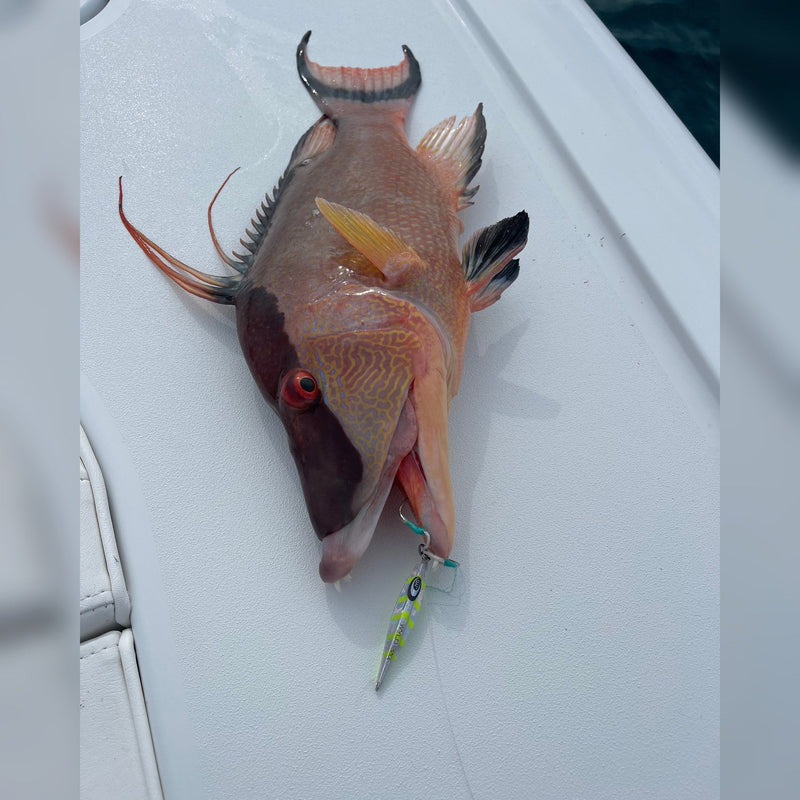 Male hogfish on a boat deck with a small WYLD micro jig hooked in its mouth