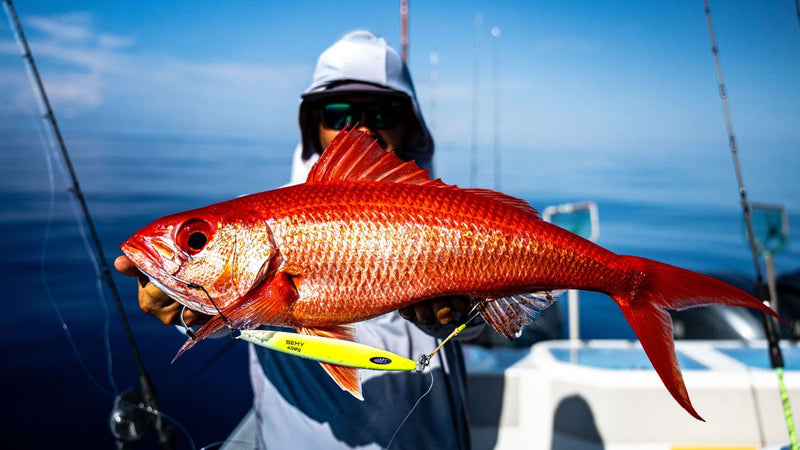 Angler holding a queen snapper caught slow pitch jigging off Louisiana, with a yellow jig