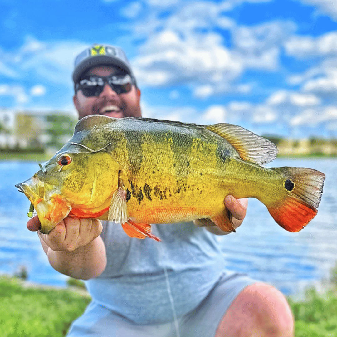 CRAPPIE JIG WITH STRONGER HOOKS Green - Blue / 1/32 oz