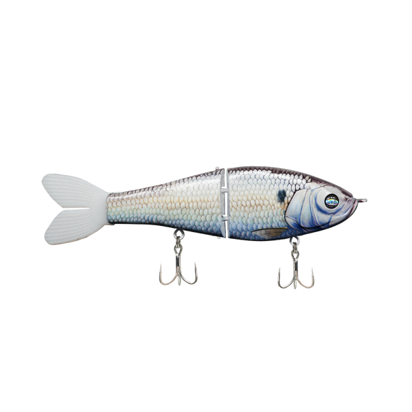 GLYDE — AMERICAN SHAD